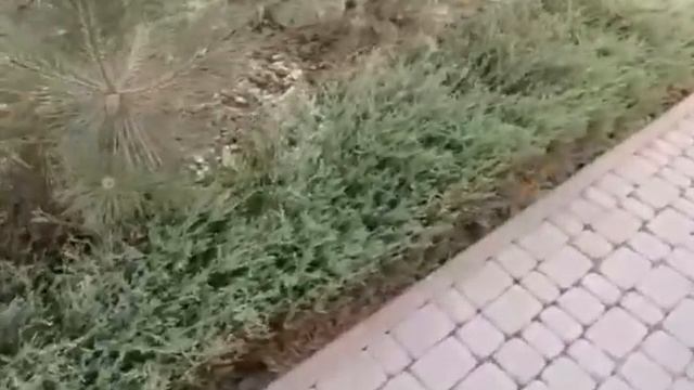Ялівець, жива і постійно зелена огорожа