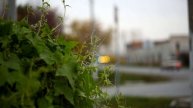 Test russian cinema lens OKS1-75-1 on Canon 5D MarkII camera.