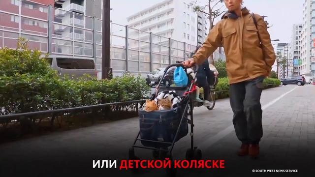 КОШКИ ПУТЕШЕСТВУЮТ ВМЕСТЕ С ХОЗЯИНОМ
