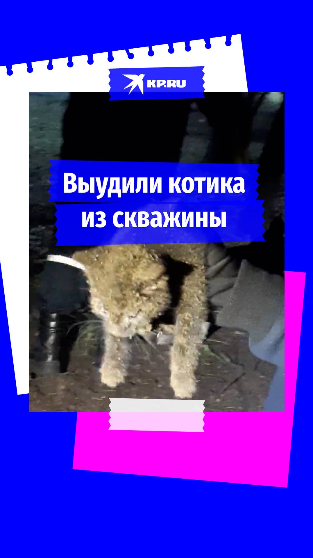Спасатели достали котика из глубокой скважины в Москве