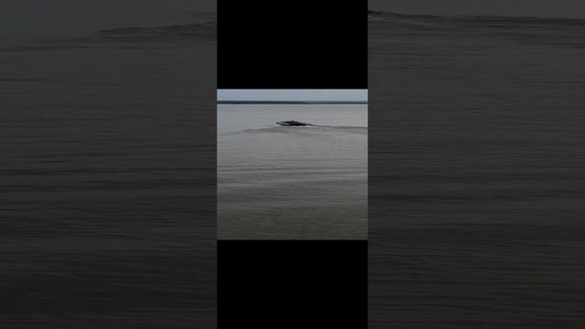 VID_20210724_155957.mp4