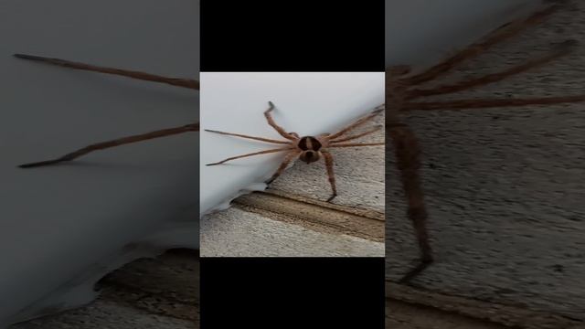 VID_20230725_194615.mp4