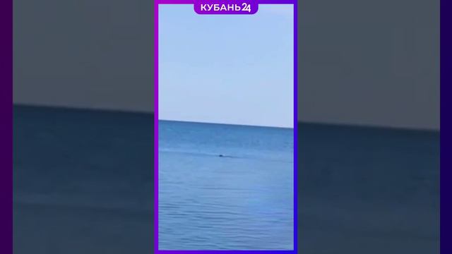 Пингвин заплыл в Черное море