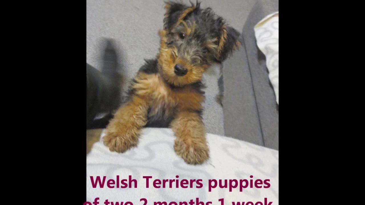 Welsh Terriers puppies 2 months 1 weeks. IX-2016