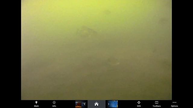 Panfish Feeding Frenzy! Catch and Cook Fish Tacos