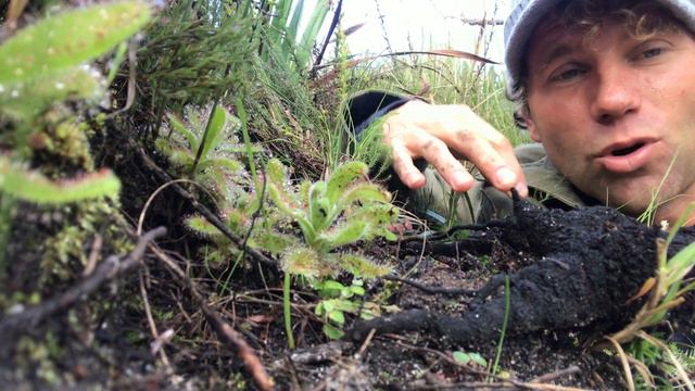 The Cape Town Flower Show and Leon Kluge visit the Drosera Ramentacea