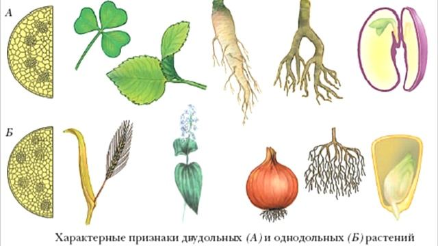 § 24 Отдел Покрытосеменные. Общая характеристика и значение.