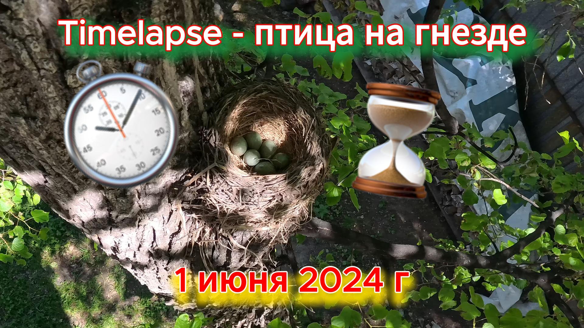 Timelapse Птица на гнезде 1 июня 2024 г