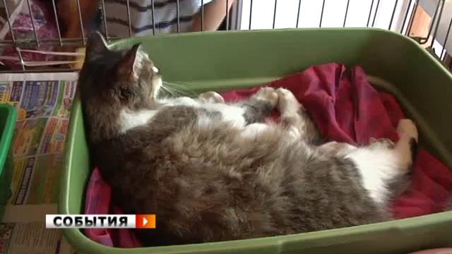 Котята нашли приемную маму в приюте «Твои друзья»