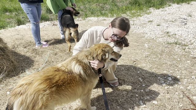 Бесплатная стерилизация бездомышей в приюте - 26.05.24