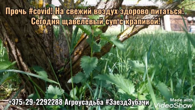 На свежий воздух здорово питаться! Сегодня щавелевый суп с крапивой!