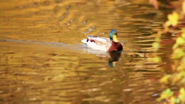 БАБЬЕ ЛЕТО 99