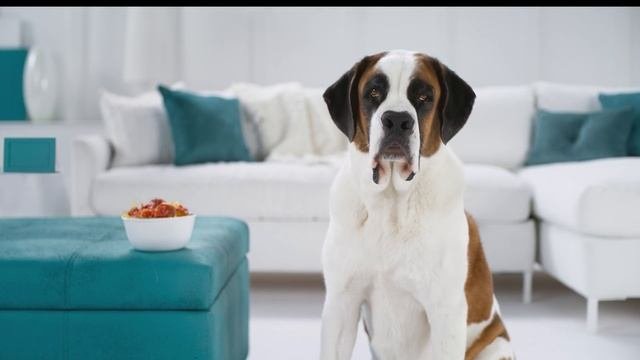 Carpet Specialists Carpet One - Don't Stress The Mess - :30sec - March, 2022