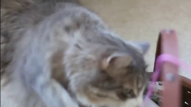 Котики — главные помощники в рукоделии | Ярмарка Мастеров