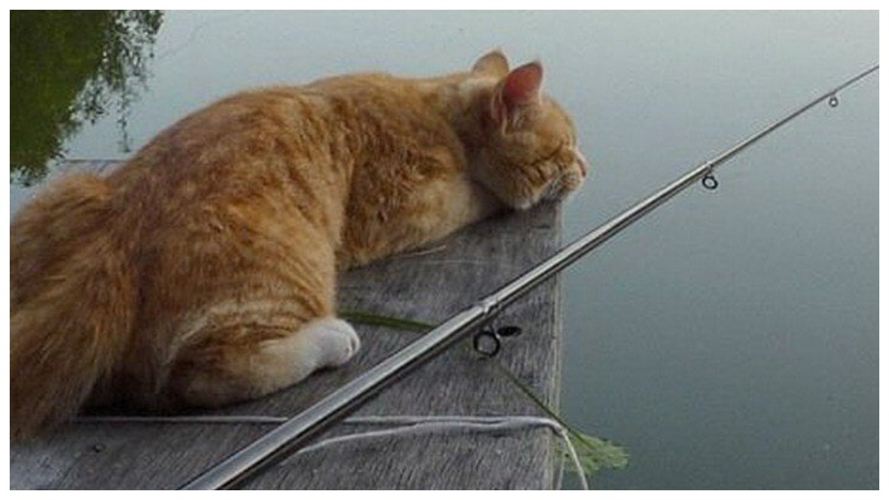 Котики на природе