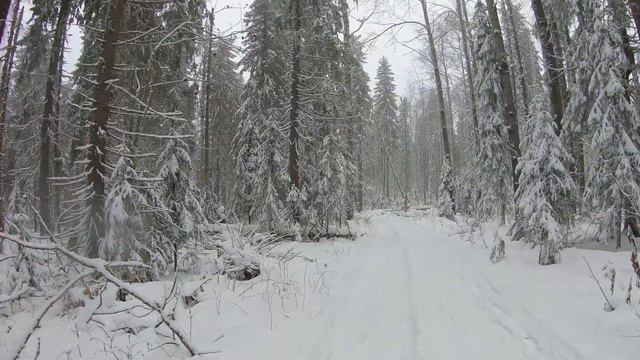 Virtual Winter Walking in a Snow Forest  4K  35 min.