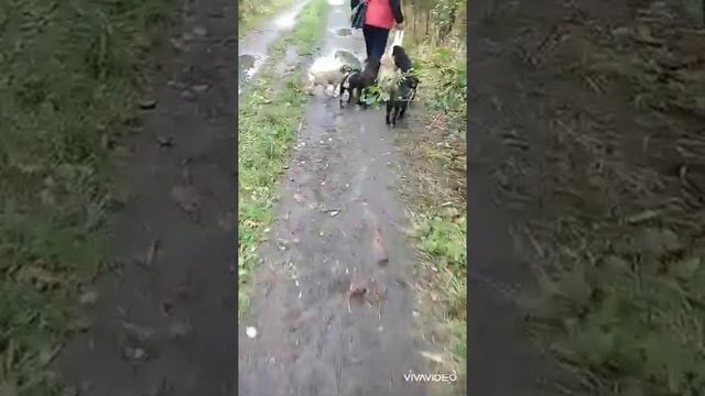 Бездомные щенки