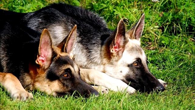 5 главных отличий между немецкой и восточно европейской овчаркой
