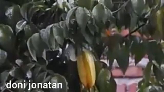 Suara Pikat Burung Kecil Paling Ampuh  pikat suara burung ciblek