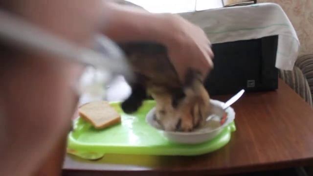 Как коты едят суп