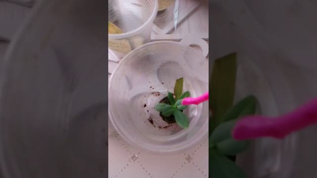 Черенкование   эустомы.Мифы и реальность.