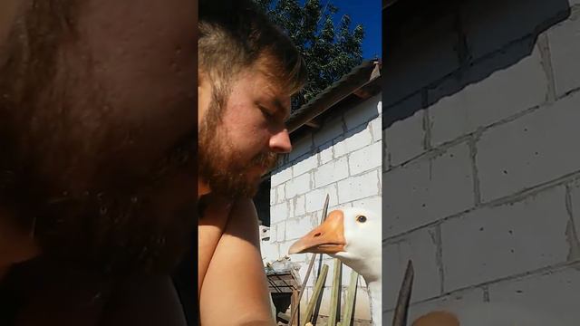 Гусь Степан. Гусиный Барбершоп