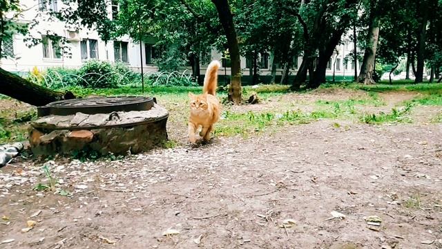 Мой кот