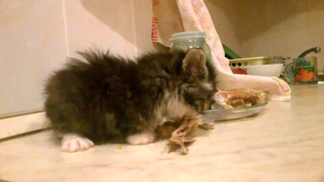 жадный котенок