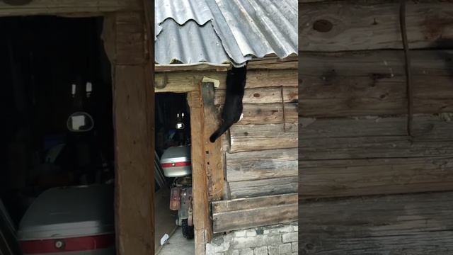 Куда то полезла! Наверное за птичками,в гнезде