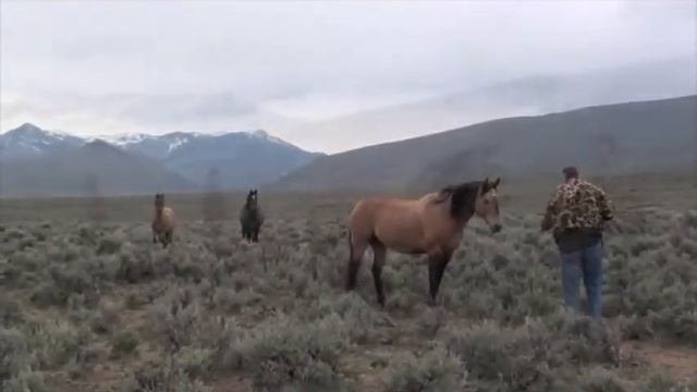 Wild Mustangs Of Central Idaho
