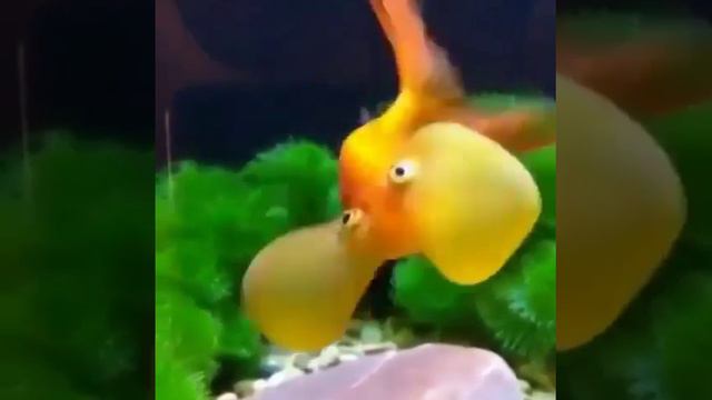 На этом видео показана одна из самых удивительных и необычных аквариумных рыбок, которая только с...