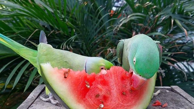 Cute Talking Parrots Eating Watermelon