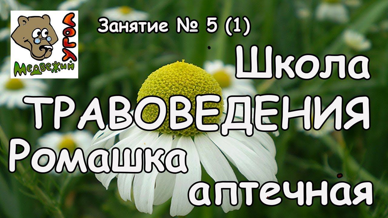 Школа ТРАВОВЕДЕНИЯ. Занятие № 5 (1) Ромашка аптечная