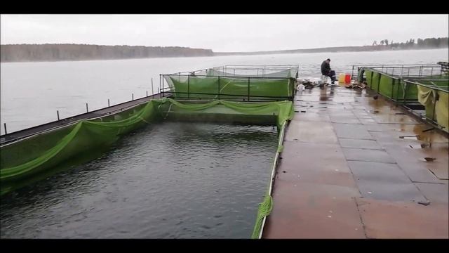Где же теперь работает "Как работают рыбхозы" и перевозка 15 тонн карпа