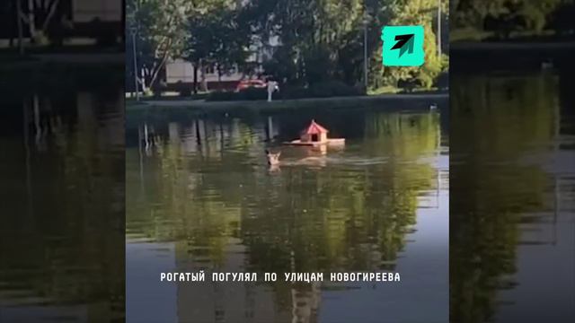 Пока башкирский лось нападает на людей, московский рогатый уже отмечает выходные и балдеет в пруду.