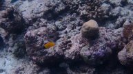 Snorkeling in the Maledives nearby Helengeli (Olympus TG-870)