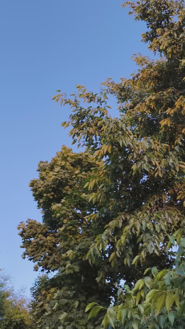 Атмосфера Лета в парке Галицкого в день летнего солнцестояния