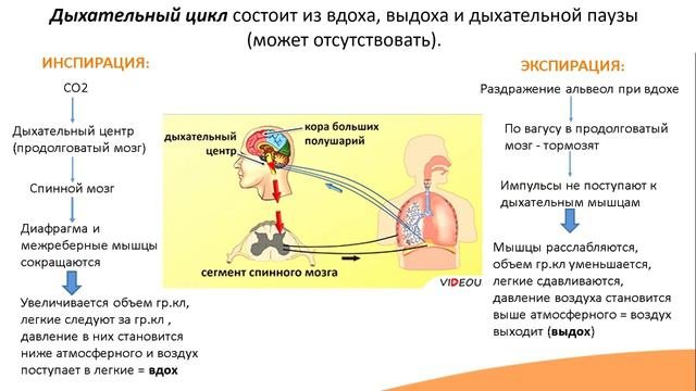 Механизм вдоха и выдоха