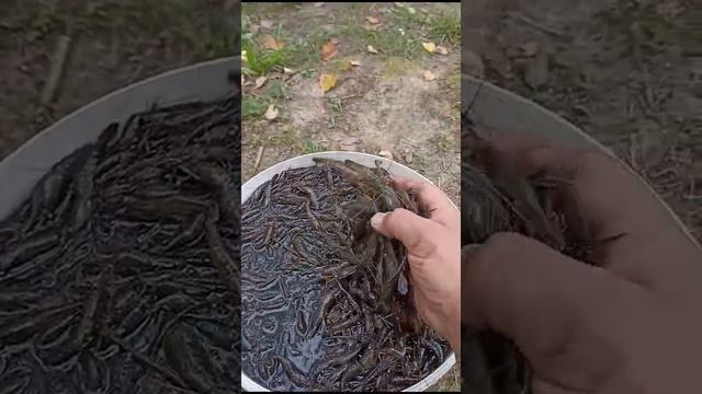 Десногорск. Криветка