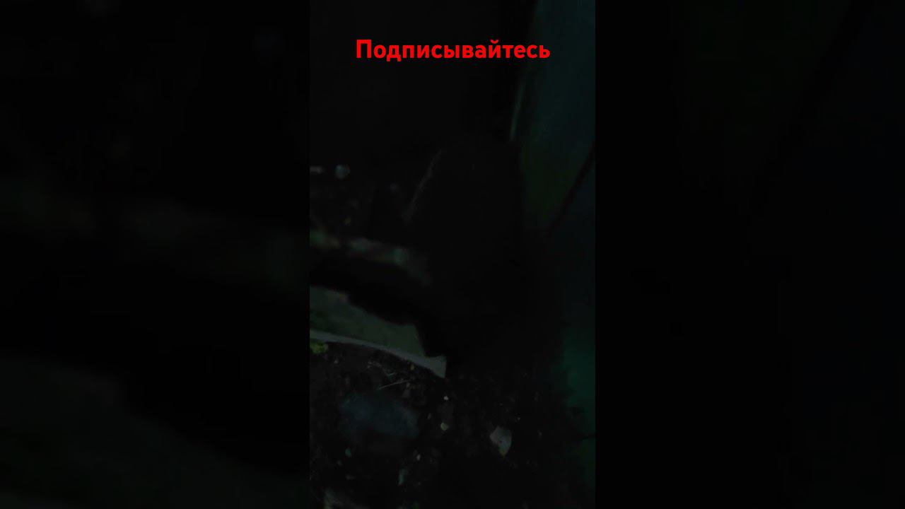 Ëжик в деревне!