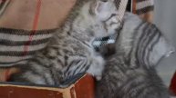 Серебро.История котят