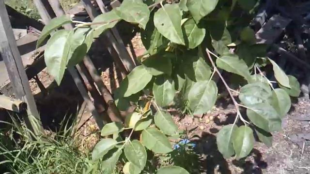 Растущие в нашем саду яблоки сорта Мельба