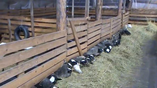 овцы в овчарне