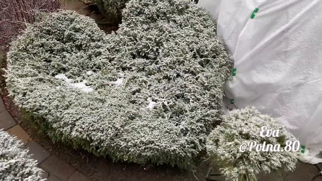 Топиарное искусство - это ЛЮБОВЬ ❤️Обзор можжевельников в Топиарных формах.