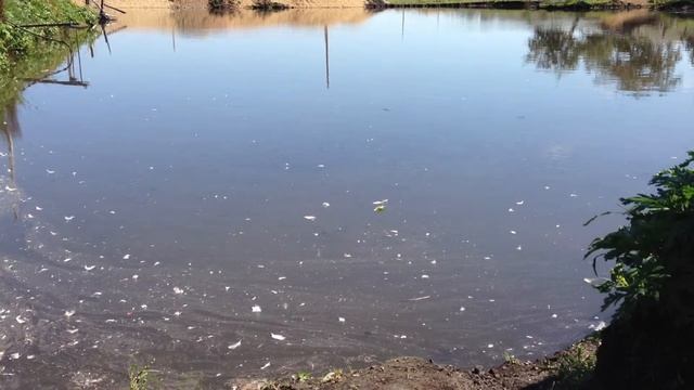 Карп в пруду 3