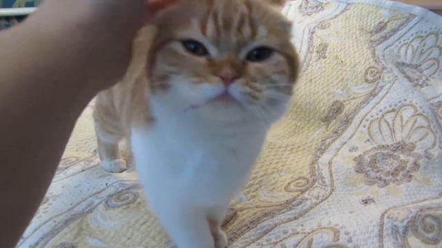 Кошечка скоттиш фолд Tanais Diamond Sabina Red Star. ПРОДАЖА!