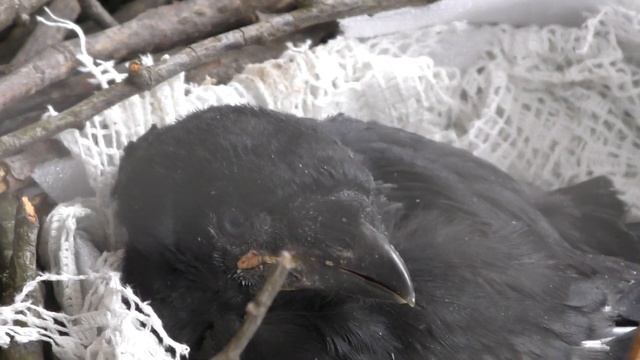 Как мой птенец Гоша ест дождевых червей