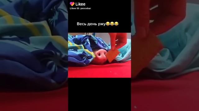 хрюндель есть хрюндель