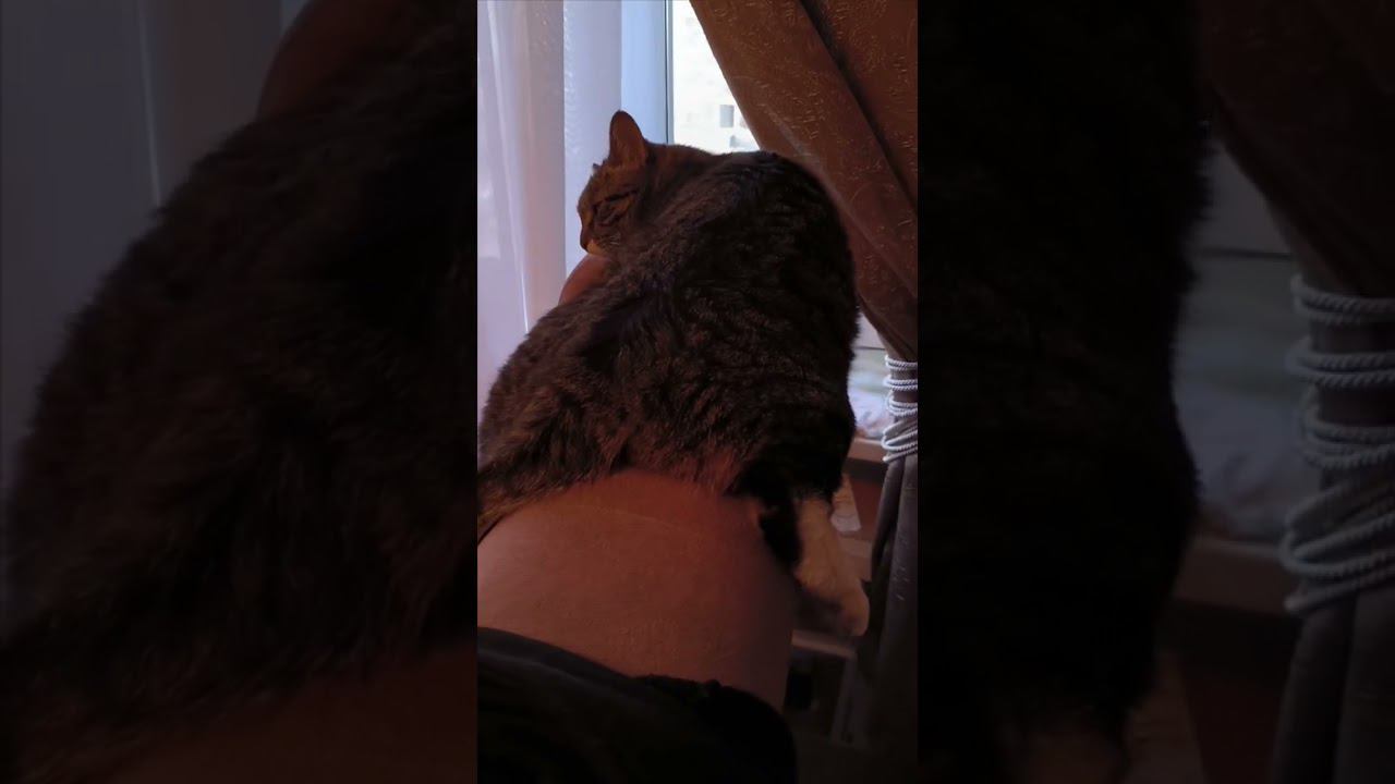 Котик Боня отдыхает #котики #кот #cat