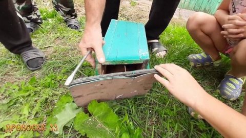 Спилили дерево со скворечником, а там оказался стриж